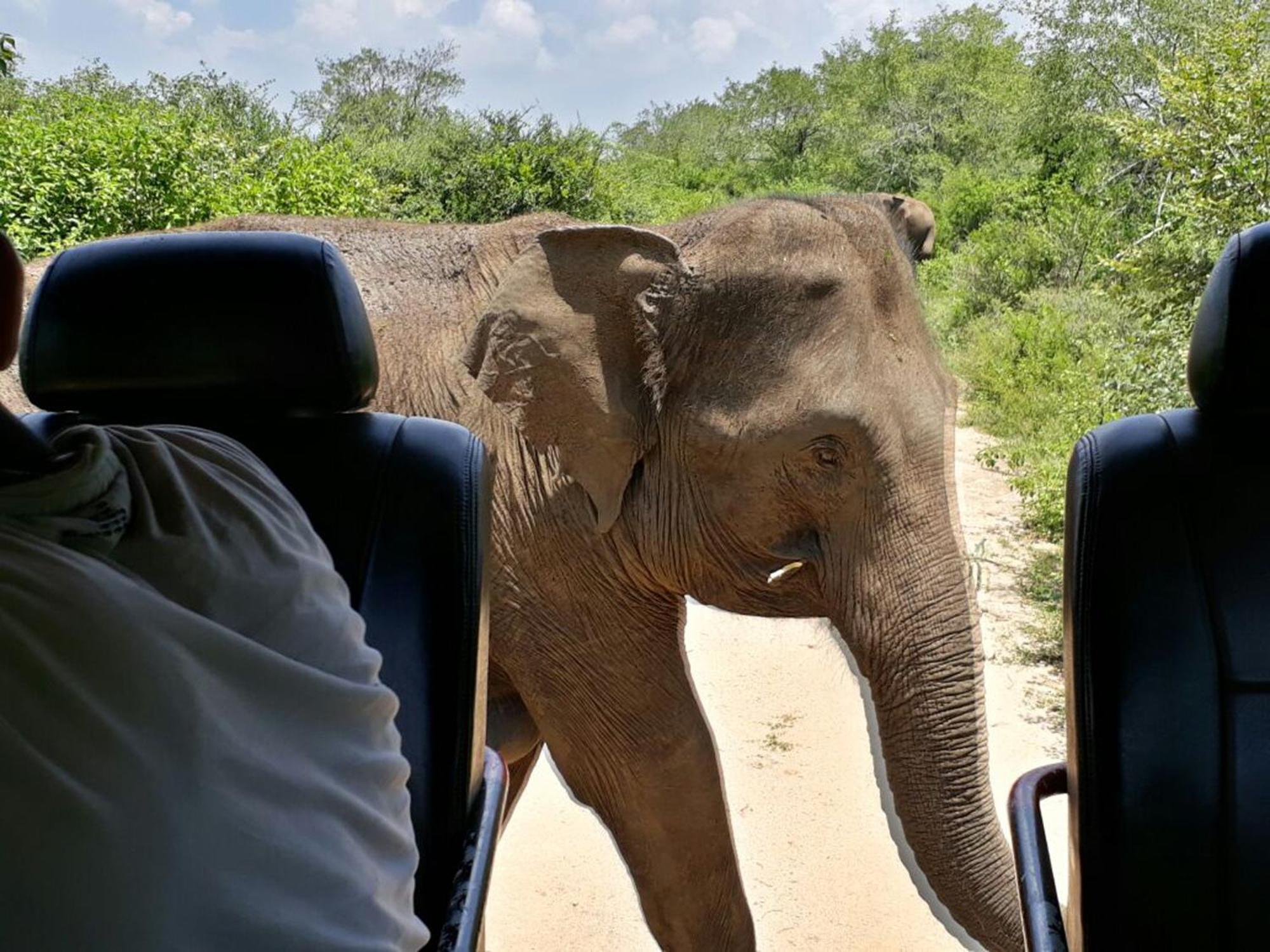 Отель Big Game Udawalawe - By Eco Team Экстерьер фото