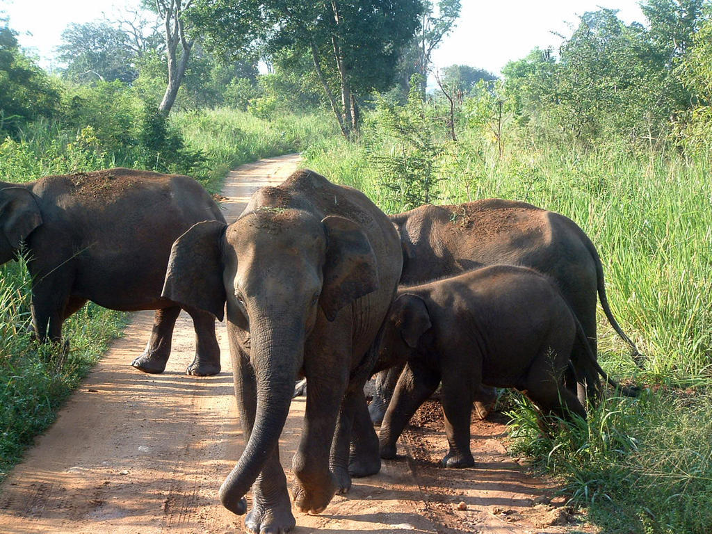 Отель Big Game Udawalawe - By Eco Team Экстерьер фото