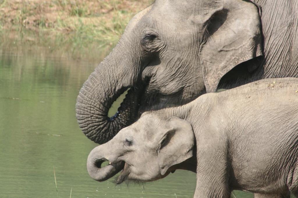 Отель Big Game Udawalawe - By Eco Team Экстерьер фото