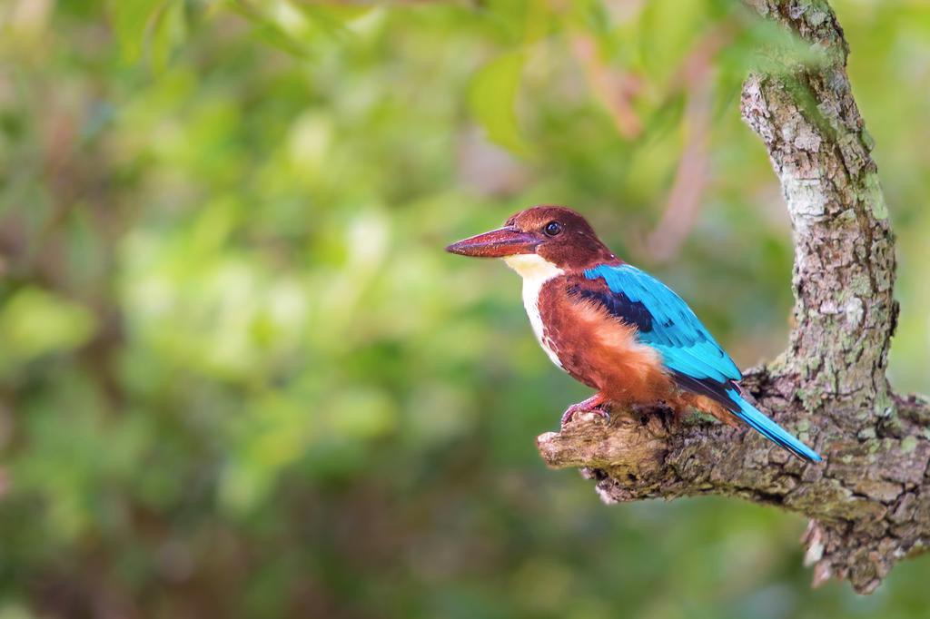 Отель Big Game Udawalawe - By Eco Team Экстерьер фото